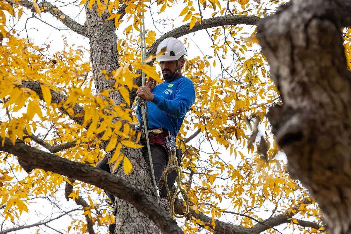 Skilled Storm Damage Cleanup crew working in Burlingame
